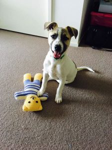 dog sitting on carpet with teddy bear - featured on the adopt a dog from SEQ K9 Rescue INC page