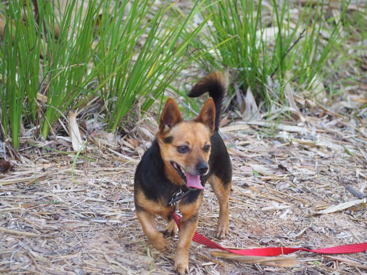 cute little brown and black puppy - volunteering SEQ K9 Rescue INC