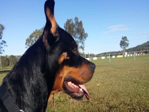 brown and black dog in a field - SEQ K9 Rescue Inc information