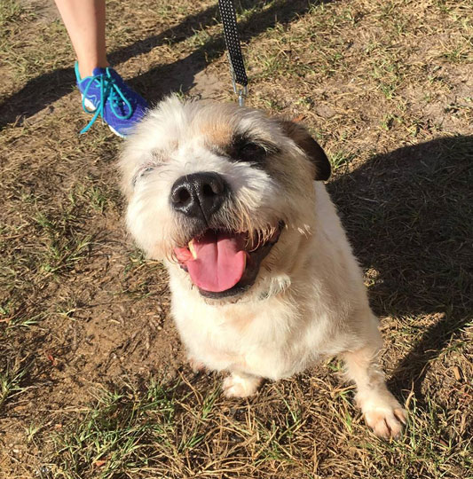 little furry dog being walked in the park - volunteering SEQ K9 Rescue Inc