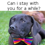 Labrador wearing a bow-tie