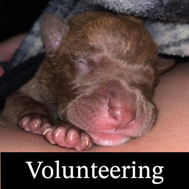 SEQ K9 Rescue Inc | Volunteering