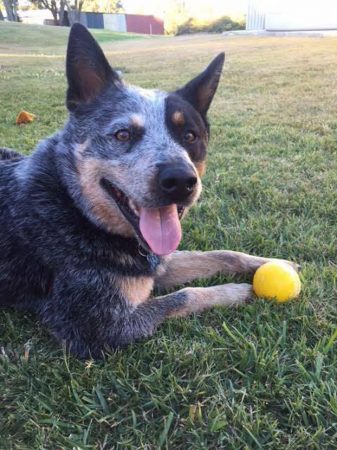 Heeler dog having fun - volunteering